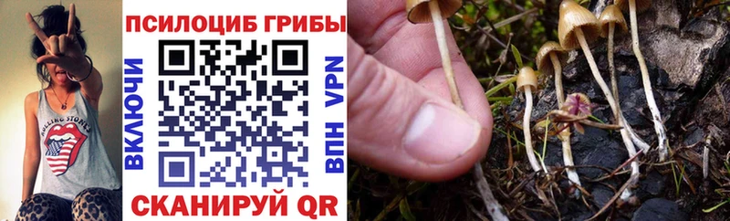 Псилоцибиновые грибы Cubensis  Купить  Нарьян-Мар 